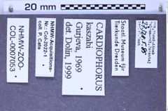 Etiketten zu Cardiophorus kaszabi (Gurjeva, 1969) (NHMW-ZOO-COL-0007053)